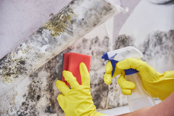 Best Commercial Mold Inspection  in Sabetha, KS